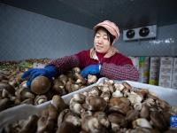 宁夏贺兰：食用菌产业助力乡村振兴
