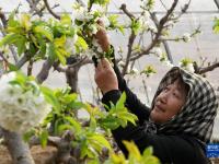 河北秦皇島：櫻桃樹花芬芳 農(nóng)民管護忙
