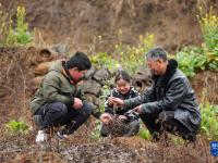 貴州：義務(wù)植樹為大地添綠
