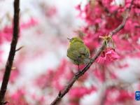 福建廈門：立春茶園 櫻花爛漫
