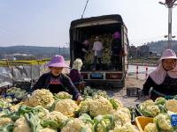 貴州從江：松花菜搶鮮上市供應(yīng)市場(chǎng)
