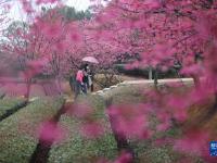 福建廈門：立春茶園 櫻花爛漫
