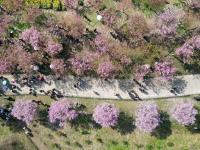 “問花村”賞花游
