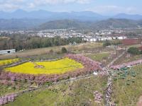 “問(wèn)花村”賞花游
