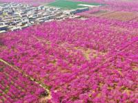河南許昌：紫荊花開美鄉村

