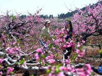 山東臺(tái)兒莊：春來(lái)桃花美
