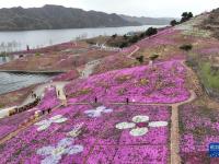 河北遷西：芝櫻花爛漫
