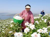 河南洛陽(yáng)：黃河岸邊開(kāi)出“致富花”
