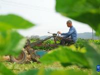 谷雨時(shí)節(jié)農(nóng)事忙
