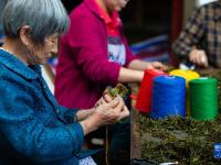 福建武夷山：制作傳統(tǒng)龍須茶
