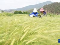 谷雨時節(jié)農(nóng)事忙
