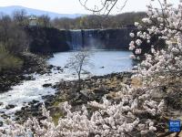 花開鏡泊湖
