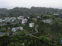 生態(tài)茶園茶飄香
