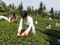 生態(tài)茶園茶飄香
