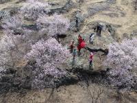 花開鏡泊湖
