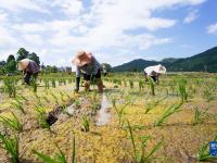 貴州岑鞏：雜交水稻制種基地移栽忙
