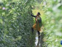 廣西鹿寨：農田升級助增收
