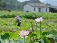廣西鹿寨：農田升級助增收
