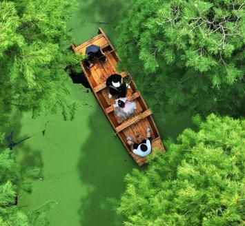 江蘇揚州：“水上森林”覓清涼