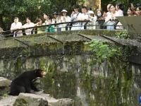 探訪杭州動物園“人氣”馬來熊