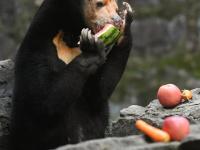 探訪杭州動(dòng)物園“人氣”馬來(lái)熊