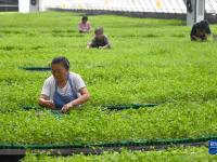 山東定陶：自動控溫大棚里蔬菜育苗忙
