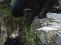 探訪杭州動(dòng)物園“人氣”馬來熊