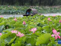 河北撫寧：夏荷引游人