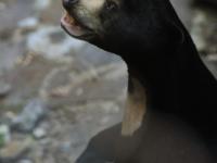 探訪杭州動(dòng)物園“人氣”馬來(lái)熊