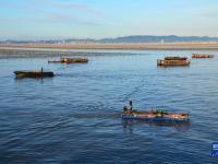 浙江玉環(huán)：“海上菜園”紫菜種養(yǎng)忙
