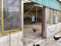 西藏：藏黑雞養殖助力百姓致富
