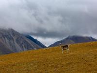 西藏桑日：貢德林草原上的西藏馬鹿
