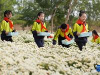 河北內丘：金菊飄香學農忙
