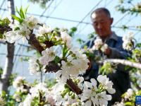 河北樂(lè)亭：溫室暖 花枝俏 果香溢
