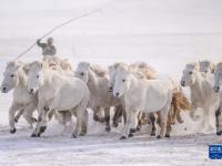 白驹踏瑞雪
