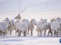 白駒踏瑞雪
