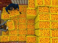 湖北秭归：冬季脐橙丰收上市
