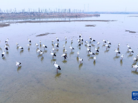 安徽合肥：东方白鹳现身生态湿地
