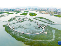 福建廈門：紅樹林構筑濱海綠色長廊
