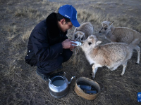 “藏羚羊幼儿园”里的“寒假生活”
