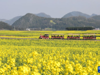 油菜花開(kāi)春意濃
