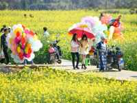 油菜花開春意濃
