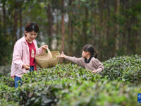 廣西興業(yè)：雨水節(jié)氣 采制春茶
