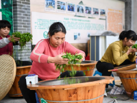 廣西興業(yè)：雨水節(jié)氣 采制春茶
