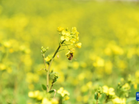 油菜花開(kāi)春意濃
