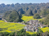 油菜花開(kāi)春意濃
