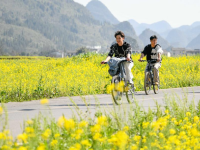 油菜花開春意濃
