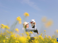 油菜花開(kāi)春意濃
