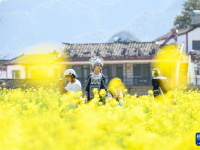 油菜花開(kāi)春意濃
