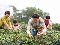 廣西興業(yè)：雨水節(jié)氣 采制春茶
